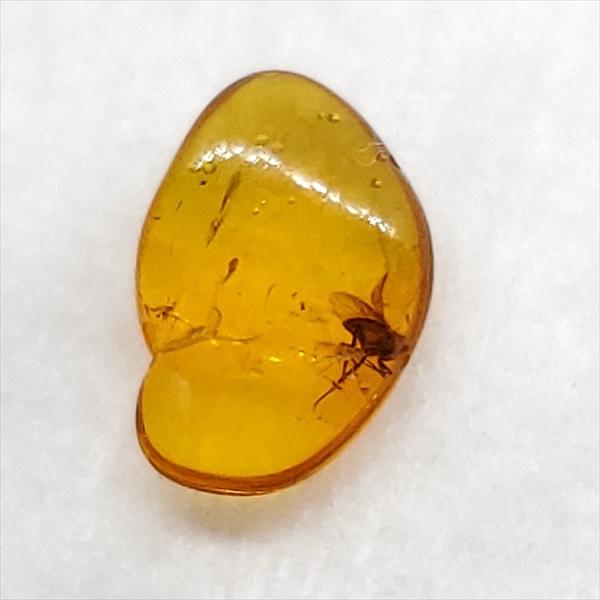 美品 虫入り琥珀 琥珀 化石 本物 バルト海産 ケース付き 10.75mm