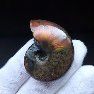 美品 アンモナイト 化石 本物 マダガスカル産 38.30mm