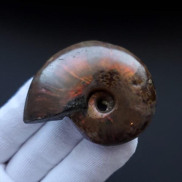 美品 アンモナイト 化石 本物 マダガスカル産 49.18mm プレゼント