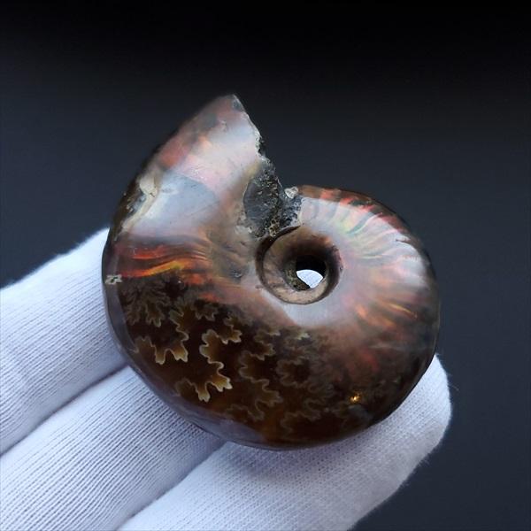 美品 アンモナイト 化石 本物 マダガスカル産 49.18mm プレゼント