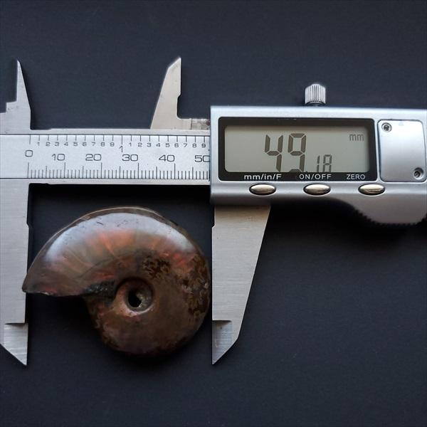 美品 アンモナイト 化石 本物 マダガスカル産 49.18mm プレゼント