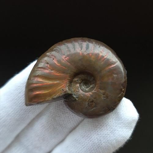 美品 アンモナイト 化石 本物 マダガスカル産 40.12mm プレゼント