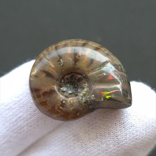 美品 アンモナイト 化石 本物 マダガスカル産 24.21mm プレゼント