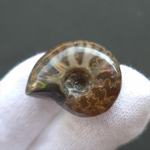 極美品マダガスカルのアンモナイト化石　本物希少 貴重品　置物　インテリア送料無料 美品 アンモナイト 化石 本物 マダガスカル産 24.21mm プレゼント