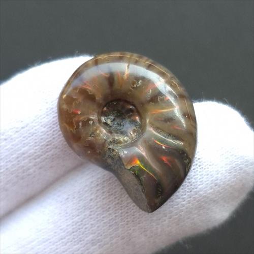 極美品 マダガスカルのアンモナイト化石 2点セット 本物保証 希少 送料