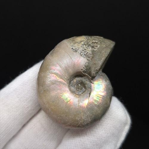 遊色 アンモナイト レインボー 化石 本物 マダガスカル産 37.37mm