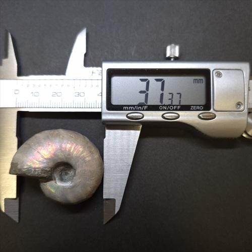 遊色 アンモナイト レインボー 化石 本物 マダガスカル産 37.37mm