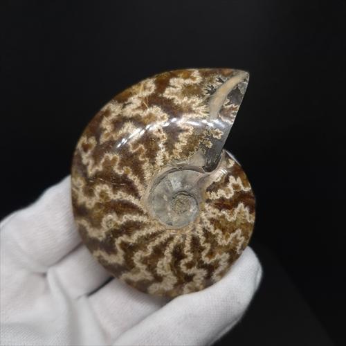 極上 縫合線 アンモナイト メノウ化 化石 本物 マダガスカル産 76.24mm 