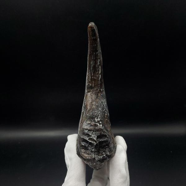 アロサウルス 爪 化石 レプリカ 約163.34mm arr12