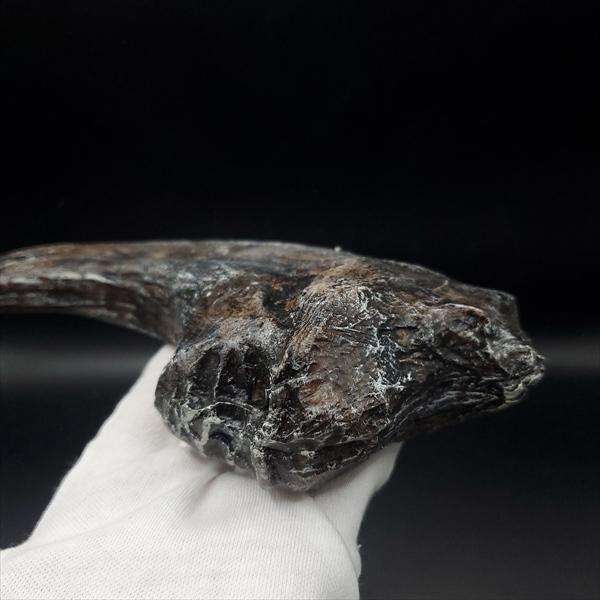 アロサウルス 爪 化石 レプリカ 約163.34mm arr12