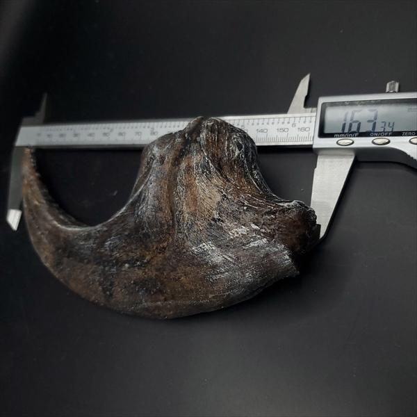 アロサウルス 爪 化石 レプリカ 約163.34mm arr12