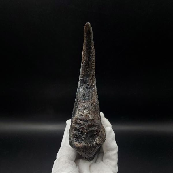 アロサウルス 爪 化石 レプリカ 約175,06mm プレゼント ギフト arr13