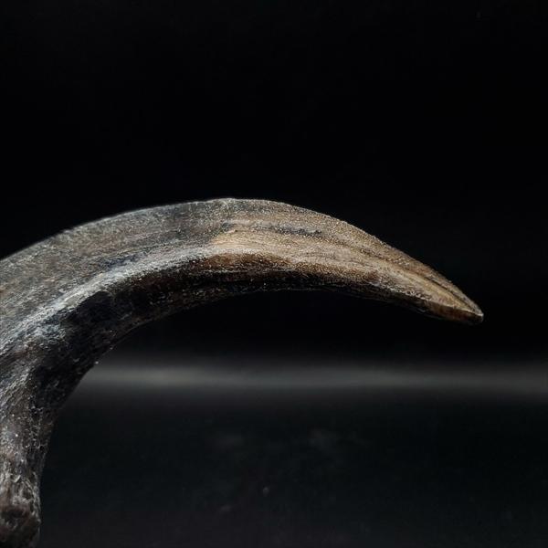 アロサウルス 爪 化石 レプリカ 約175,06mm プレゼント ギフト arr13