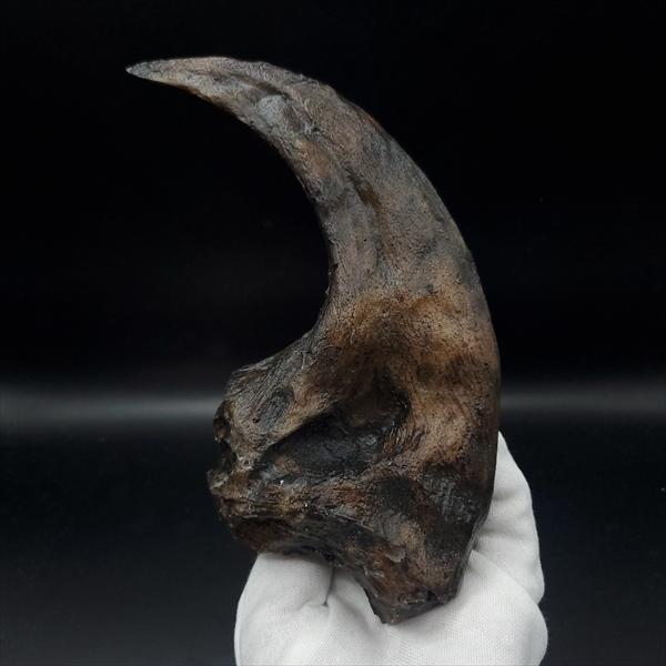 アロサウルス 爪 化石 レプリカ 約171.62mm  arr17 アロサウルス 爪 化石 レプリカ 約171.62mm プレゼント ギフト