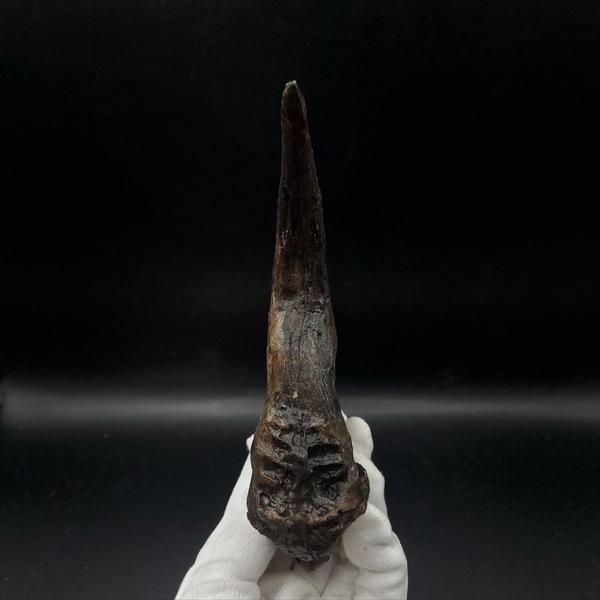 アロサウルス 爪 化石 レプリカ 約171.62mm  arr17 アロサウルス 爪 化石 レプリカ 約171.62mm プレゼント ギフト