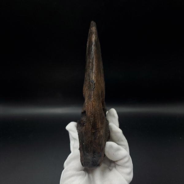 アロサウルス 爪 化石 レプリカ 約171.62mm プレゼント ギフト arr17