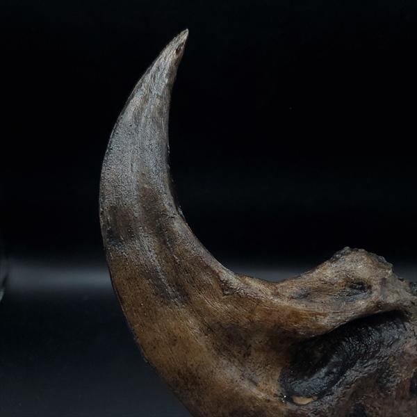 アロサウルス 爪 化石 レプリカ 約171.62mm  arr17 アロサウルス 爪 化石 レプリカ 約171.62mm プレゼント ギフト