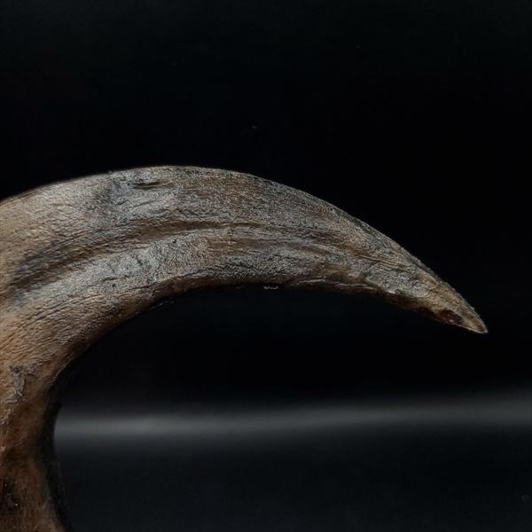アロサウルス 爪 化石 レプリカ 約171.62mm  arr17 アロサウルス 爪 化石 レプリカ 約171.62mm プレゼント ギフト