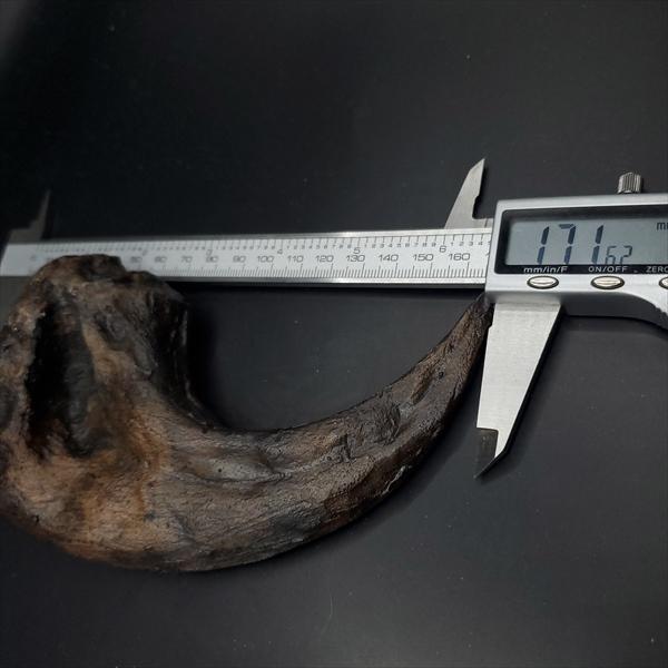 アロサウルス 爪 化石 レプリカ 約171.62mm プレゼント ギフト