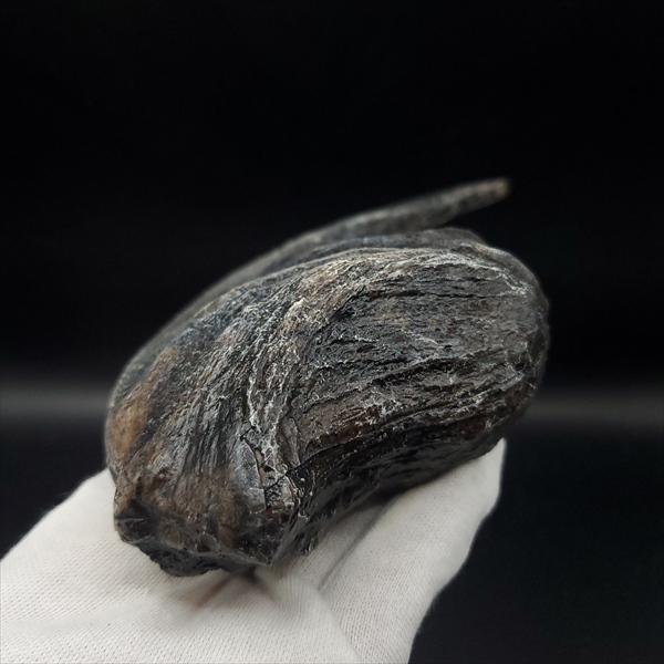 アロサウルス 爪 化石 レプリカ 約171.62mm  arr17 アロサウルス 爪 化石 レプリカ 約171.62mm arr17 アロサウルス