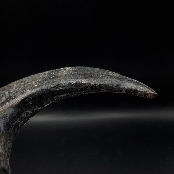 アロサウルス 爪 化石 レプリカ 約163.34mm arr12 楽天市場】【送料無料】【アロサウルス /恐竜/化石
