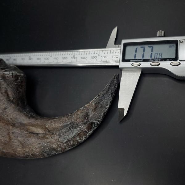 アロサウルス 爪 化石 レプリカ 約177.88mm プレゼント ギフト
