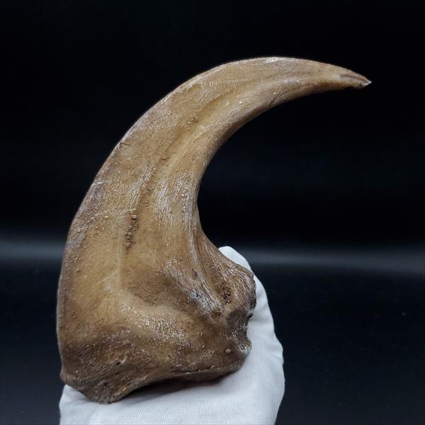 昆虫用品 アロサウルス 爪 化石 レプリカ 約171.62mm arr17