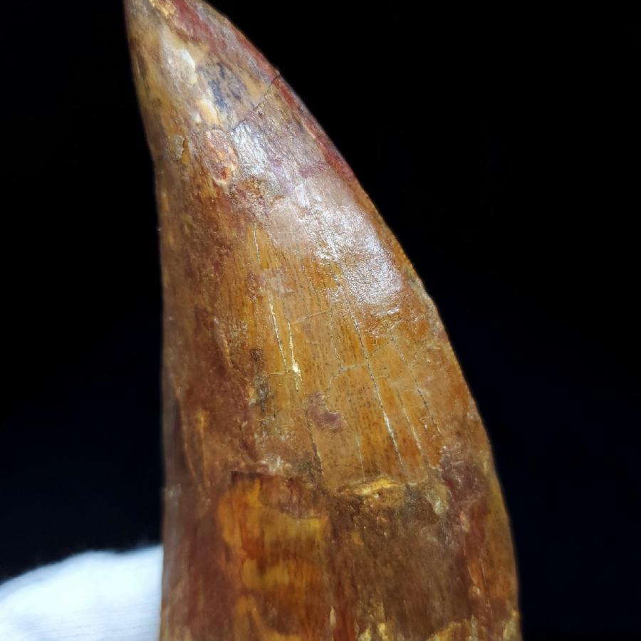 特大 カルカロドントサウルス 歯の化石 モロッコ産 111.58mm(ca02)