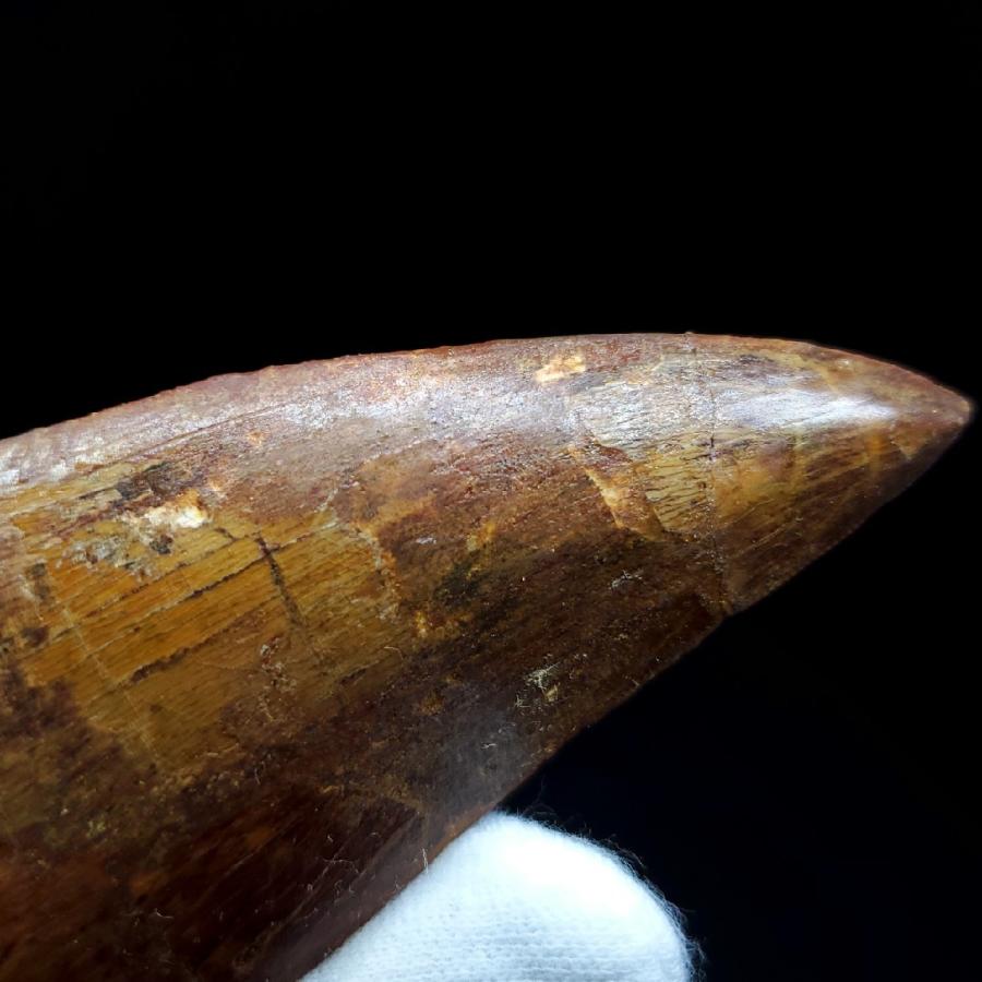カルカロドントサウルス 歯の化石　モロッコ産  【指人形】 111.58mm(ca02)