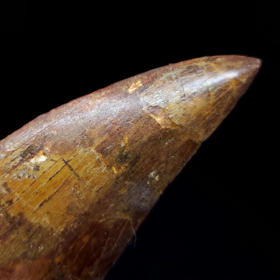 カルカロドントサウルス 歯の化石　モロッコ産  【指人形】 111.58mm(ca02)