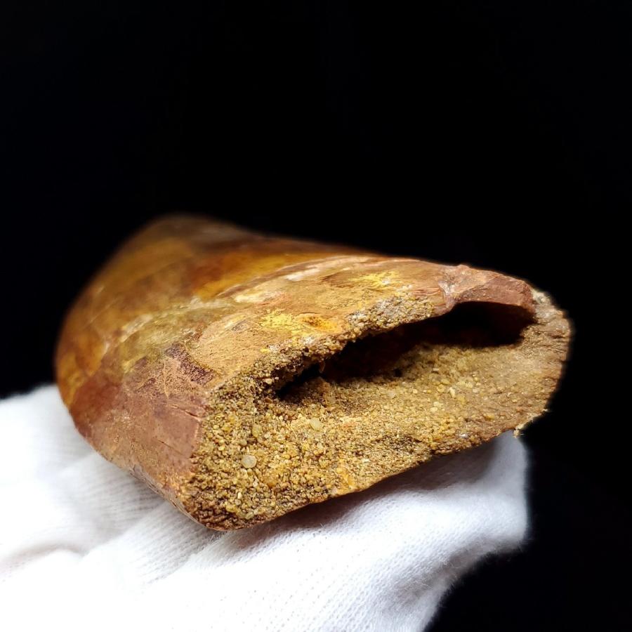 カルカロドントサウルス 歯の化石　モロッコ産  【指人形】 111.58mm(ca02)