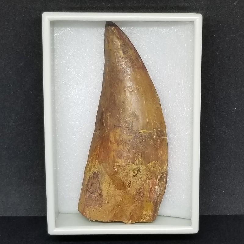カルカロドントサウルス 歯の化石　モロッコ産  【指人形】 111.58mm(ca02)