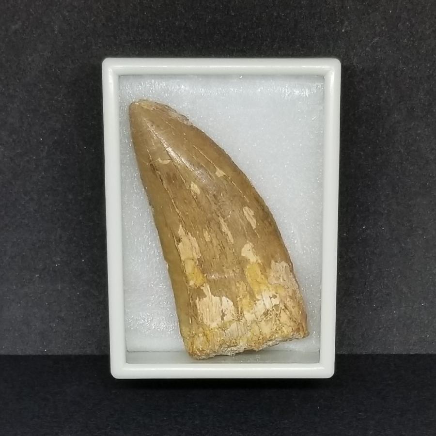 カルカロドントサウルス 歯の化石 モロッコ産 76.25mm(ca11) : 化石 