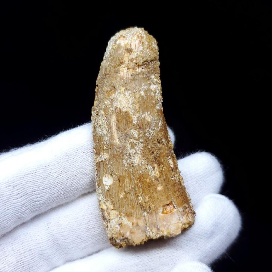 カルカロドントサウルス 歯の化石　モロッコ産 55.11mm(ca12)