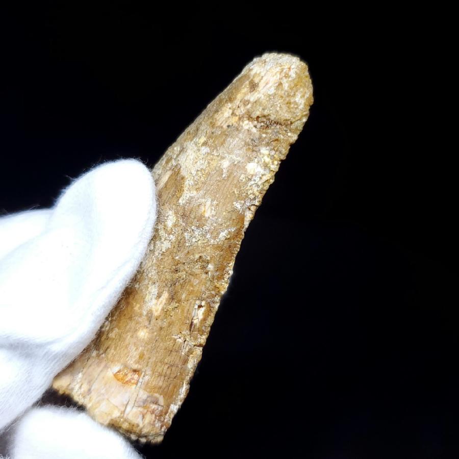 カルカロドントサウルス 歯の化石 モロッコ産 55.11mm(ca12) : ca12 
