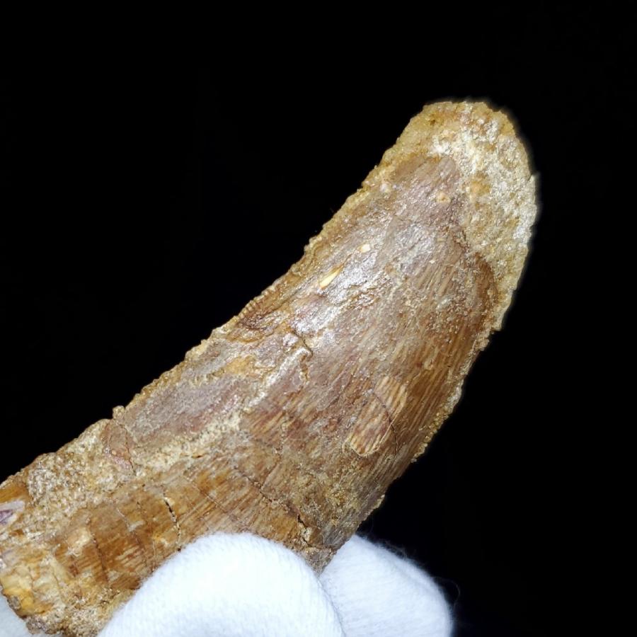 カルカロドントサウルス 歯の化石 モロッコ産 55.11mm(ca12) : ca12 