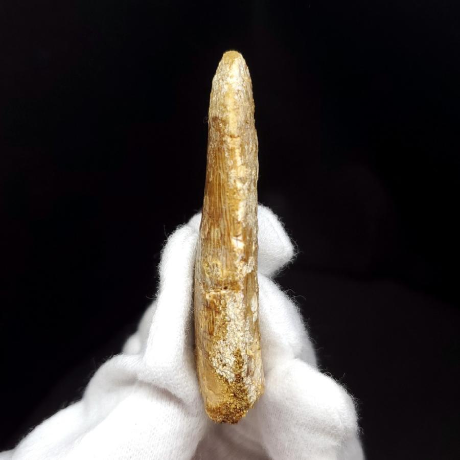 カルカロドントサウルス 歯の化石 モロッコ産 55.11mm(ca12) : ca12 