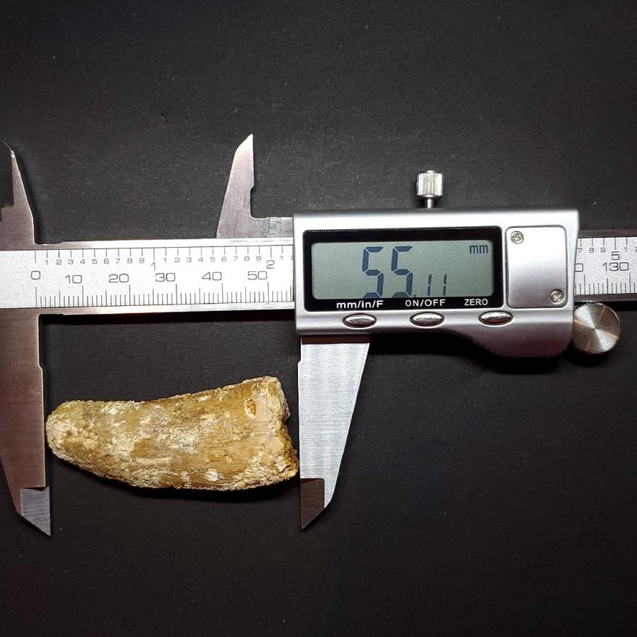 カルカロドントサウルス 歯の化石 モロッコ産 55.11mm(ca12) : 化石 