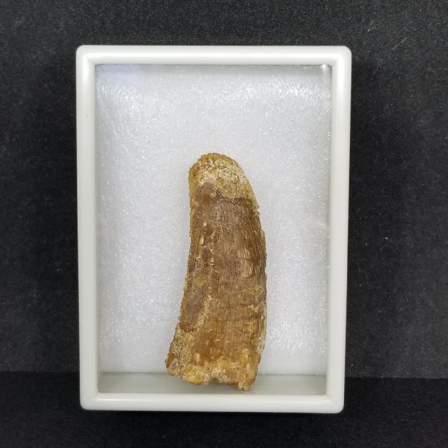 カルカロドントサウルス 歯の化石 モロッコ産 55.11mm(ca12) : ca12 