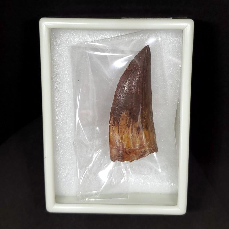 カルカロドントサウルス 歯の化石 モロッコ産 48.96mm(ca20) : ca20