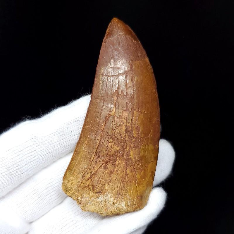 カルカロドントサウルス 歯の化石 モロッコ産 73.83mm(ca23) : ca23 