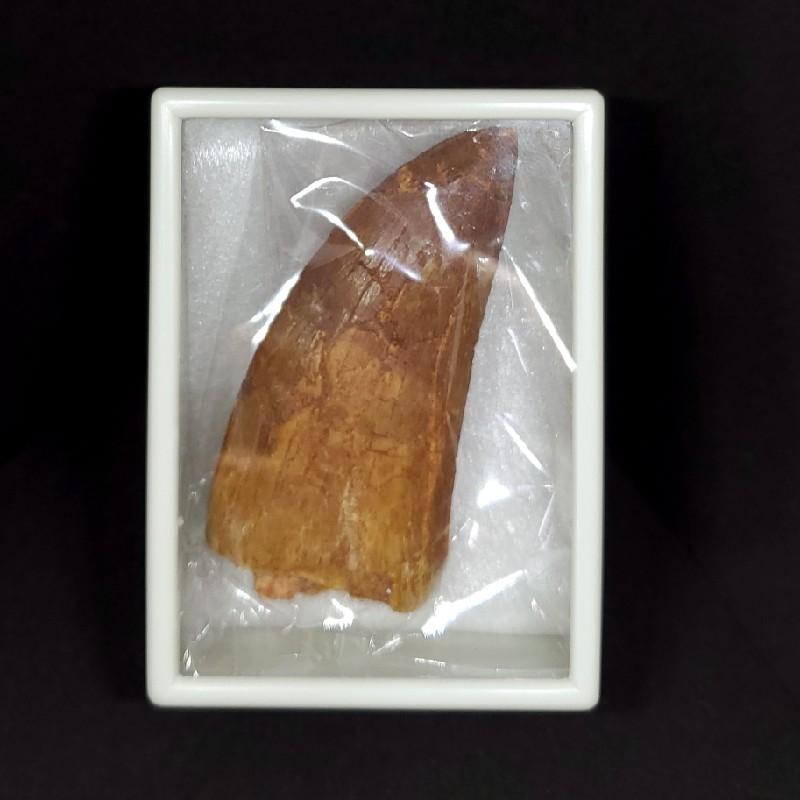 カルカロドントサウルス 歯の化石 モロッコ産 73.83mm(ca23) : ca23 