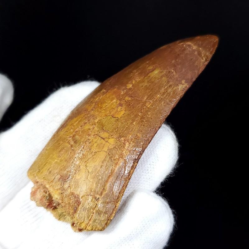 カルカロドントサウルス 歯の化石 モロッコ産 73.83mm(ca23) : ca23 