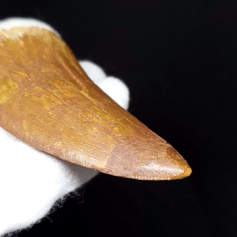 カルカロドントサウルス 歯の化石 モロッコ産 73.83mm(ca23) : ca23 