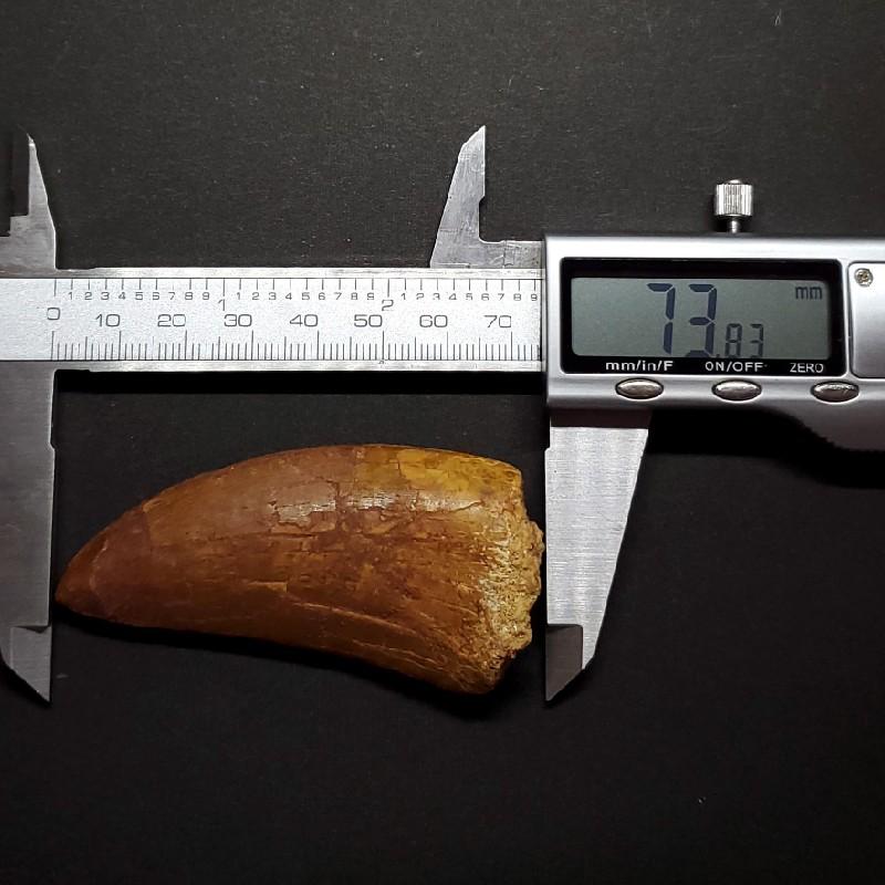 カルカロドントサウルス 歯の化石 モロッコ産 73.83mm(ca23) : ca23 