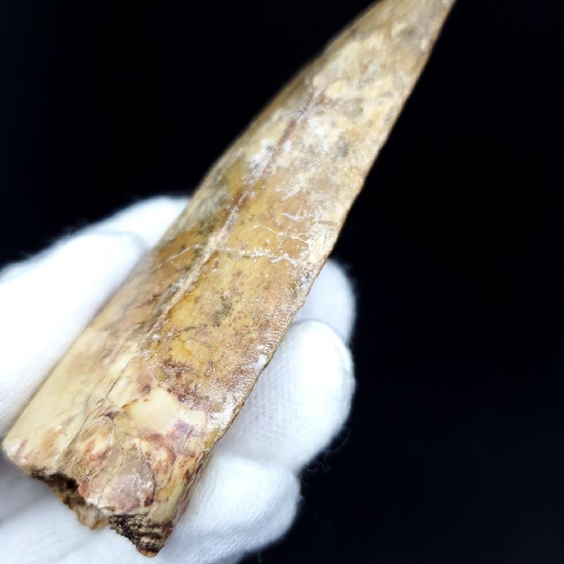カルカロドントサウルス 歯の化石 モロッコ産 93.66mm(ca24) : 化石 