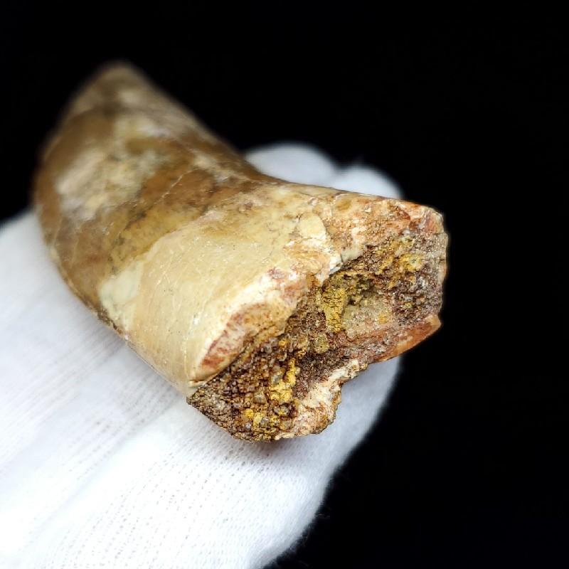 カルカロドントサウルス 歯の化石 モロッコ産 93.66mm(ca24) : 化石