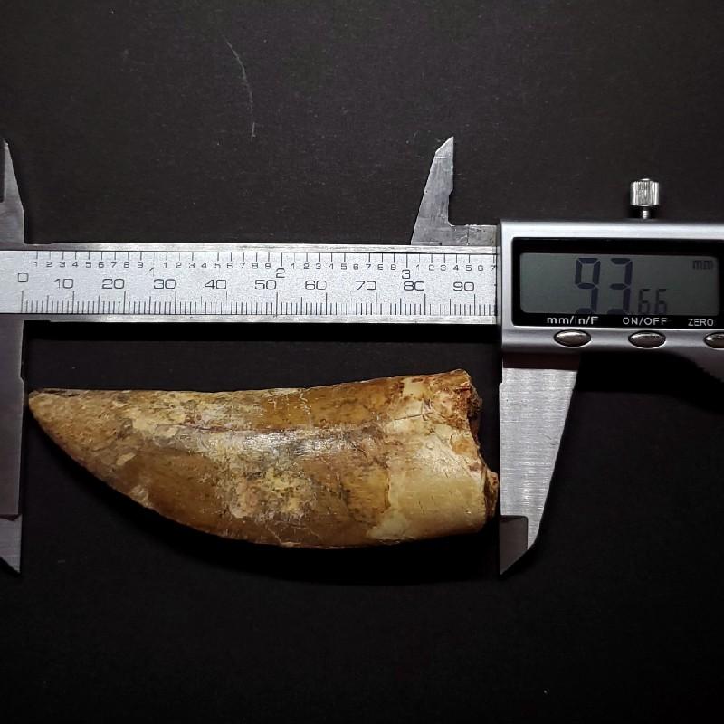 カルカロドントサウルス 歯の化石 モロッコ産 93.66mm(ca24) : 化石 