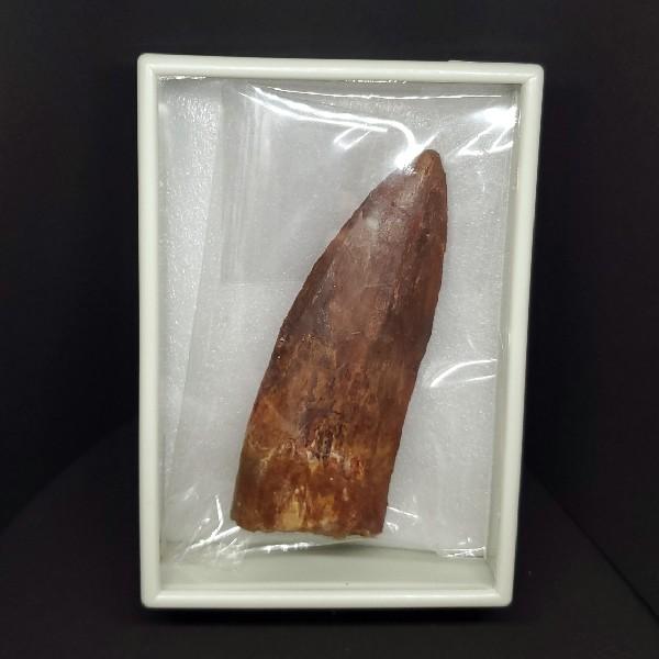 特大カルカロドントサウルス 歯の化石 本物 モロッコ産 92.83mm(ca27 