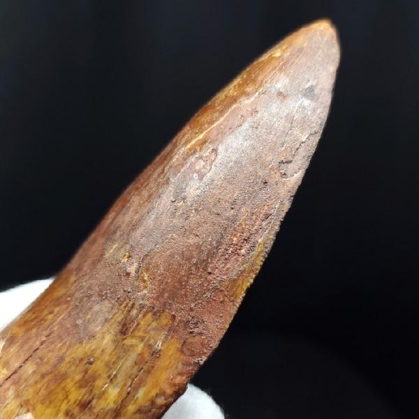 特大カルカロドントサウルス 歯の化石 本物 モロッコ産 92.83mm(ca27
